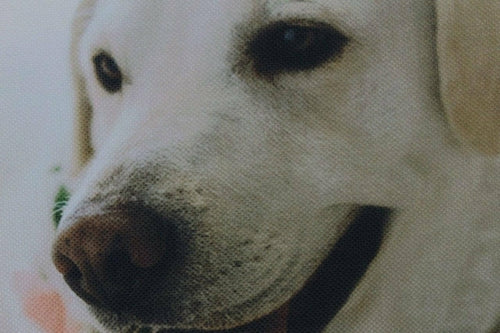 Labrador | Animals | Dog Pillow | Labrador Retriever | White Labrador