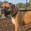 3 IN 1 COLLAR LEASH HARNESS