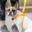 3 IN 1 COLLAR LEASH HARNESS