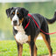 3 IN 1 COLLAR LEASH HARNESS