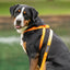 3 IN 1 COLLAR LEASH HARNESS