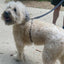 3 IN 1 COLLAR LEASH HARNESS