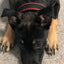 Durable Dog Collar - Red/Black