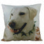Labrador | Animals | Dog Pillow | Labrador Retriever | White Labrador