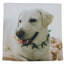 Labrador | Animals | Dog Pillow | Labrador Retriever | White Labrador
