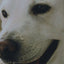 Labrador | Animals | Dog Pillow | Labrador Retriever | White Labrador